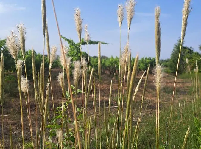 Σπίτι διακοπών Proche De Perpignan *